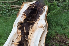 Einsatz 07.06.2017 - Baum
