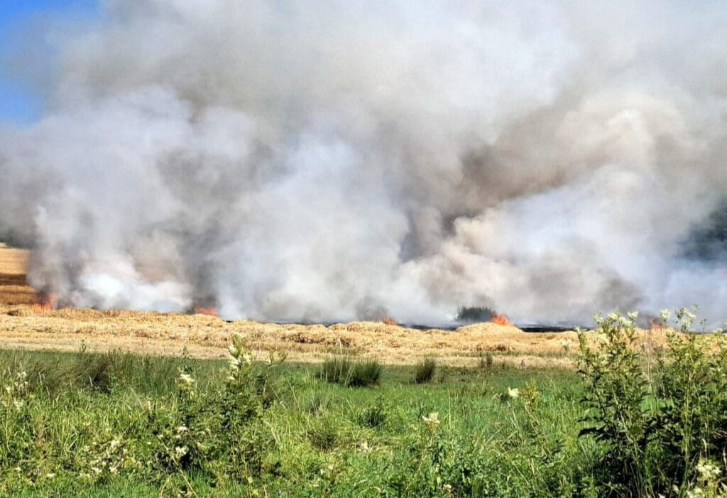 Ein Feld brennt, sichtbare Flammen und dichter Rauch steigen in den Himmel auf, während im Vordergrund grünes Gras und Pflanzen zu sehen sind.