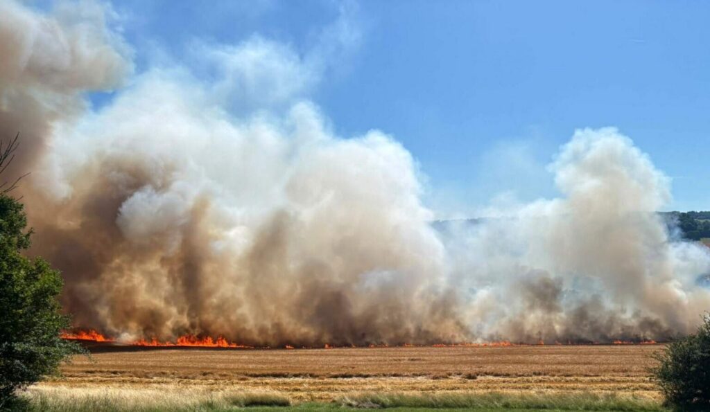Ein großer Waldbrand wütet auf einem trockenen Feld und lässt dichte Rauchwolken aufsteigen, die sich in den blauen Himmel wölben.